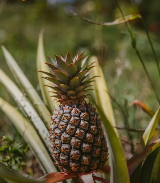 Abacaxi