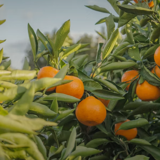 Laranja